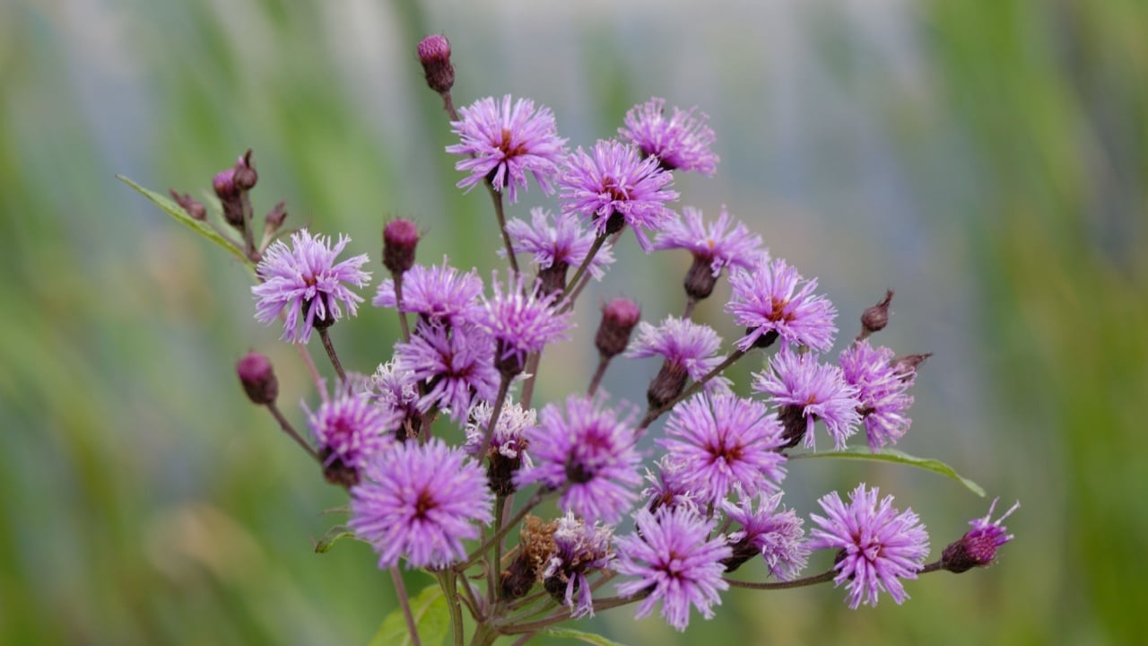 Vernonia noveboracensis means New York Ironweed
