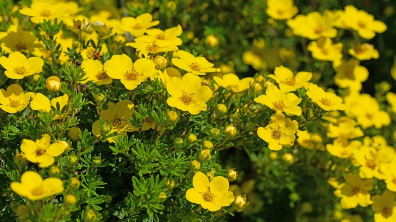 Flowering finger shrub, potentilla fruticosa yellow flower