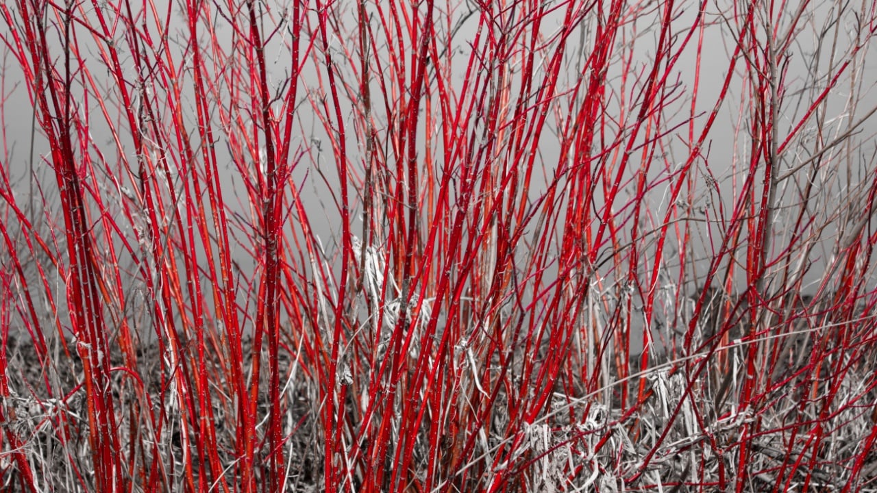 Redtwig Dogwood along Petrie Island Ottawa
