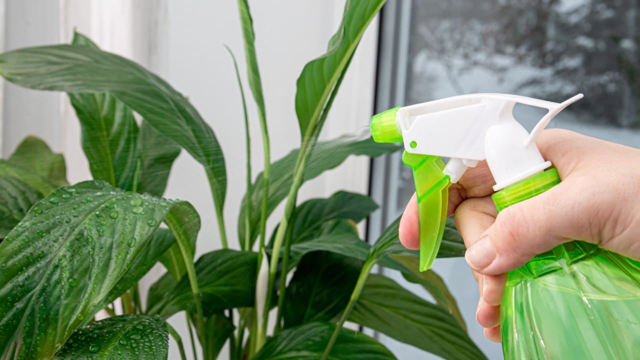 Womand hand holding spray bottle and misting houseplant Spathiphyllum commonly known as spath or peace lilies. Add humidity to home for tropical plants.