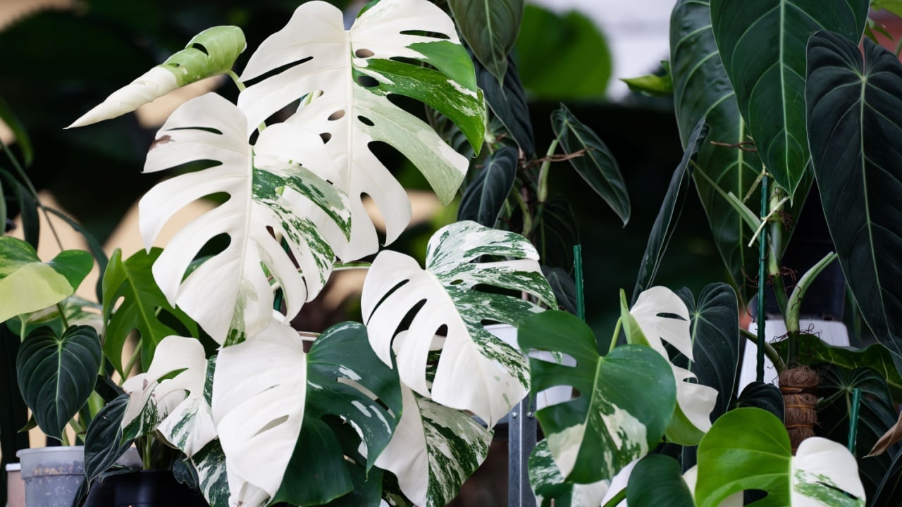 Monstera Albo variegated plant close up in the garden. 