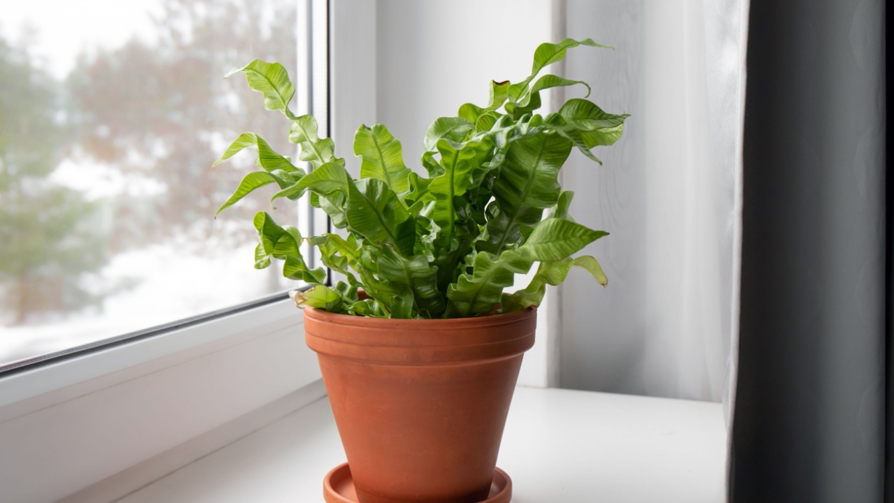 Houseplant The Bird's Nest Fern or Asplenium nidus the newer cultivar called Crispy Wave on home window sill indoors in daylight.