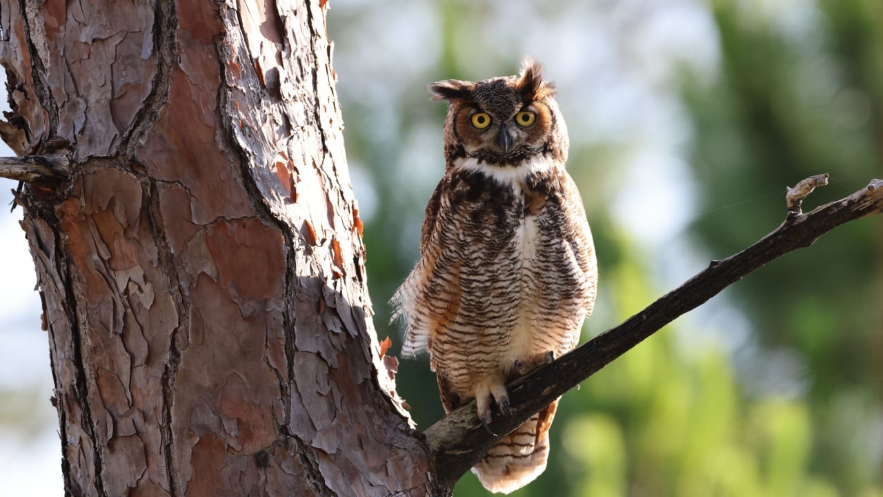 Great Horned Owl Florida USA