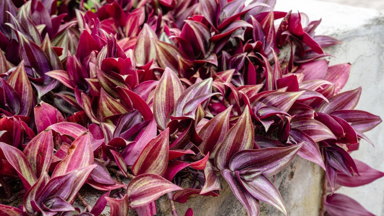 Tradescantia zebrina, formerly known as Zebrina pendula, is a species of creeping plant in the Tradescantia genus. Common names include silver inch plant and wandering Jew.