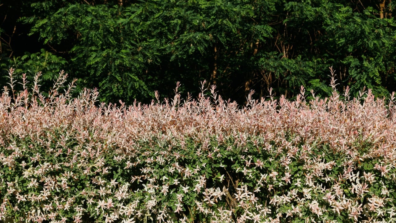 Closeup of Flamingo Dappled Willow in landshaft design.