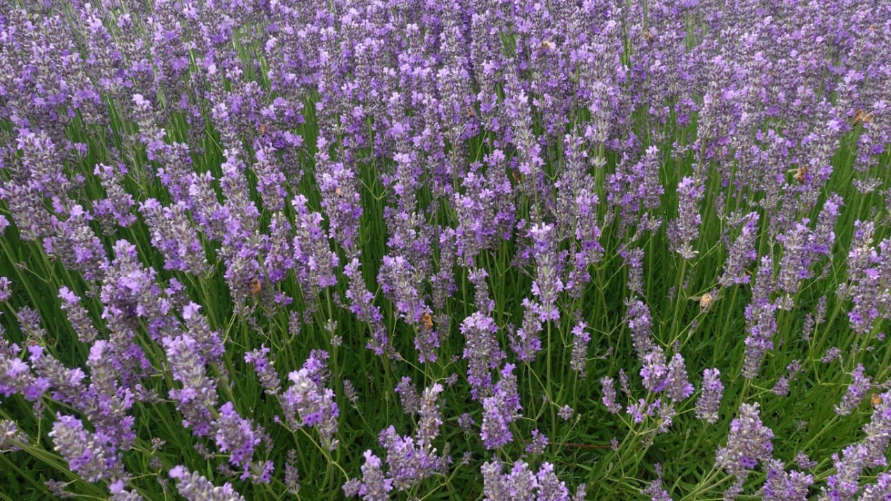 Folgate (Lavandula Austifolia) is a kind of Lavender in National Arboratorium Canberra