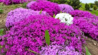 Phlox subulata, the creeping phlox (aka moss phlox, moss pink or mountain phlox), is a species of flowering plant in the family Polemoniaceae, native to eastern and central USA, and widely cultivated