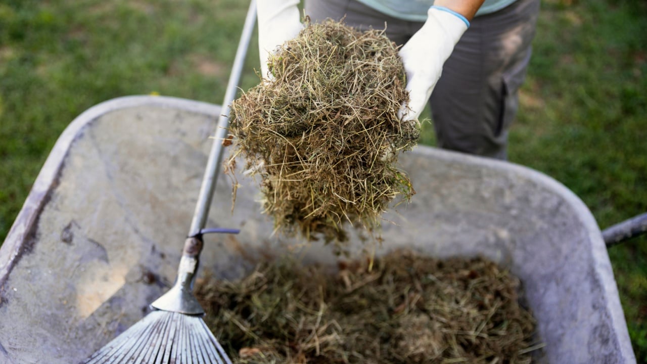 Female hands collecting Fresh cut lawn in Garden wheelbarrow for a compost bin. Composting grass for more lawn benefits and quick clean up. Using Dried Grass Clippings As Mulch. Above view