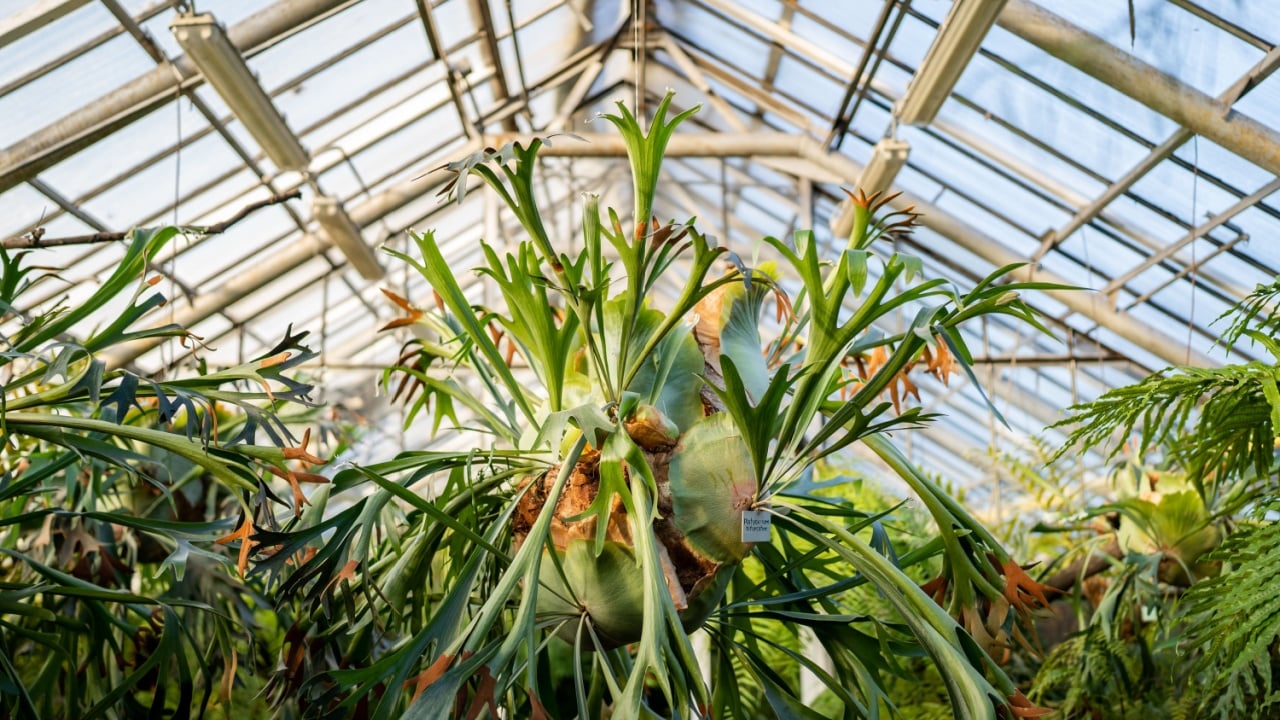Staghorn fern in tropical greenhouse. Elkhorn fern in pot hanging over the glass roof in glasshouse. Indoor garden with Platycerium bifurcatum.