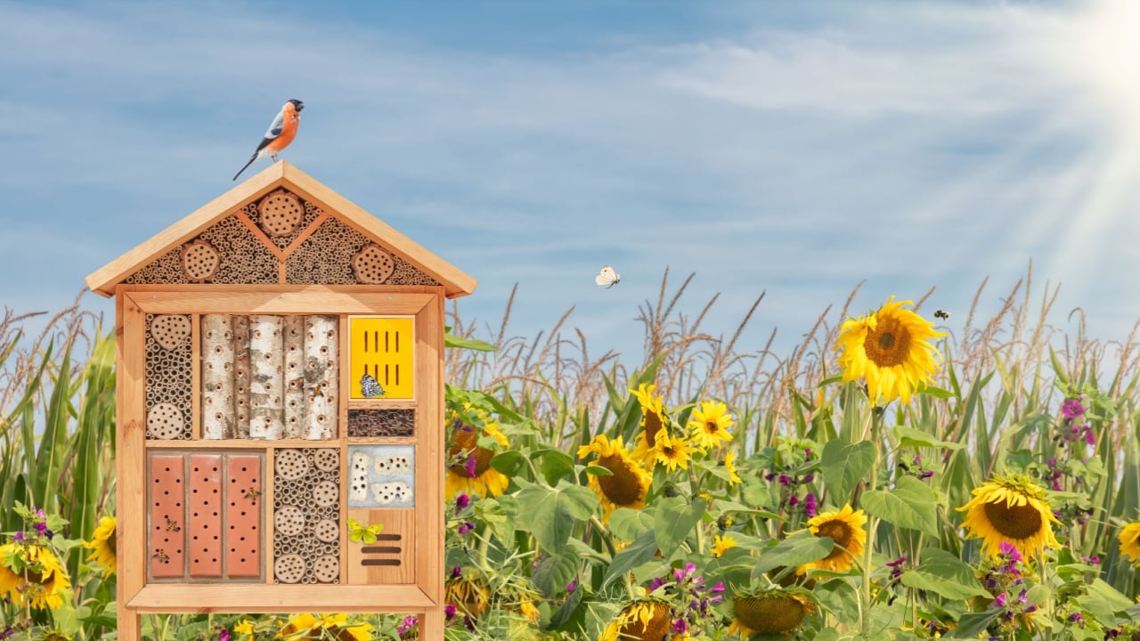 Beautiful insect hotel with bird, flying butterflies and bees in front of blooming sunflowers