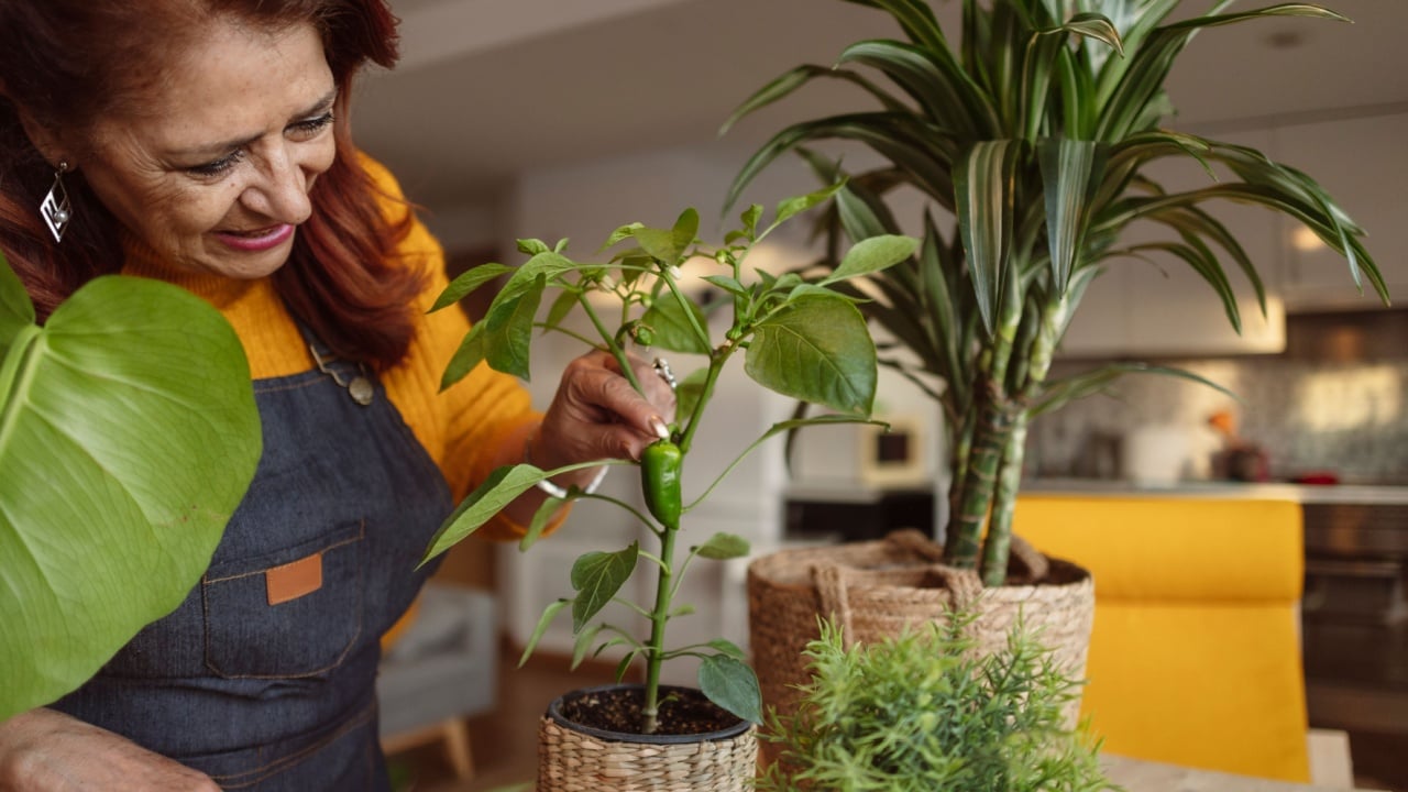 Retired mature woman at home, loving gardener is pruning her plants and flowers.