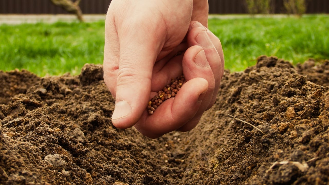 Mans hand planting radish seeds on the vegetable bed. Gardener sows radish seeds in soil. Ecological agriculture for producing healthy food concept