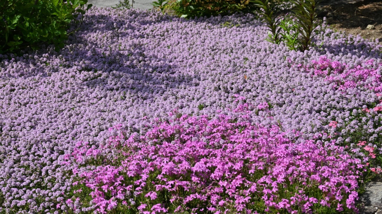 Thyme flowers. Lamiaceae evergreen shrub. It is an herb with a fresh scent and is used as a ground cover for flower beds and as a flavoring agent for cooking.