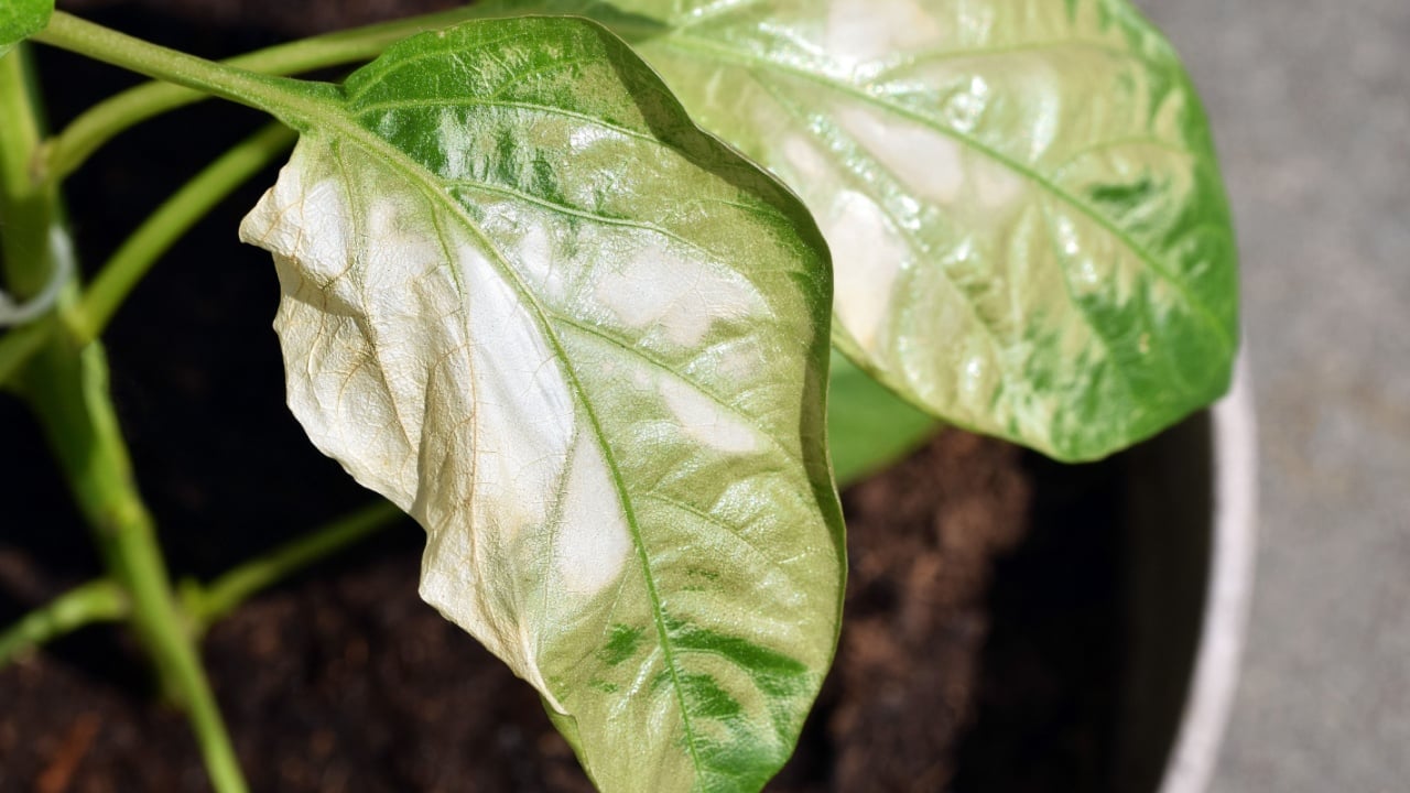 Pale or white areas on pepper (Capsicum annuum) leaves. Sunburn in plants. Young plants were moved from indoor spaces to outdoors into direct sunlight