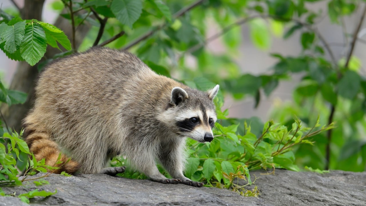Beautiful young raccoon with yellow ring tail looking for food in New York City in summer