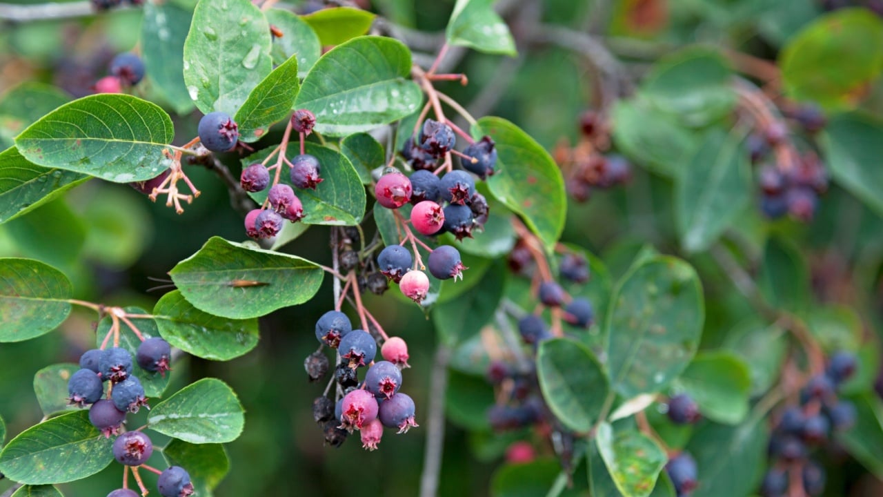 Fruits of the Amelanchier, (also known as shadbush, shadwood or shadblow, serviceberry or sarvisberry, or just sarvis, juneberry, saskatoon, sugarplum or wild-plum, and chuckley pear)
