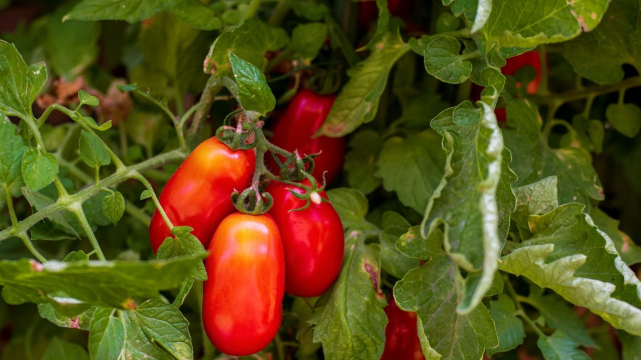 Ripe red San Marzano tomatoes. S Tomato (Solanum lycopersicum). A San Marzano tomato is a variety of plum tomato originating from the Campania region in Italy. It is known for its flavour and quality 