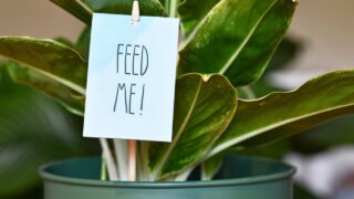 Houseplant with sign saying 'Feed me'. Concept for fertilizing plants