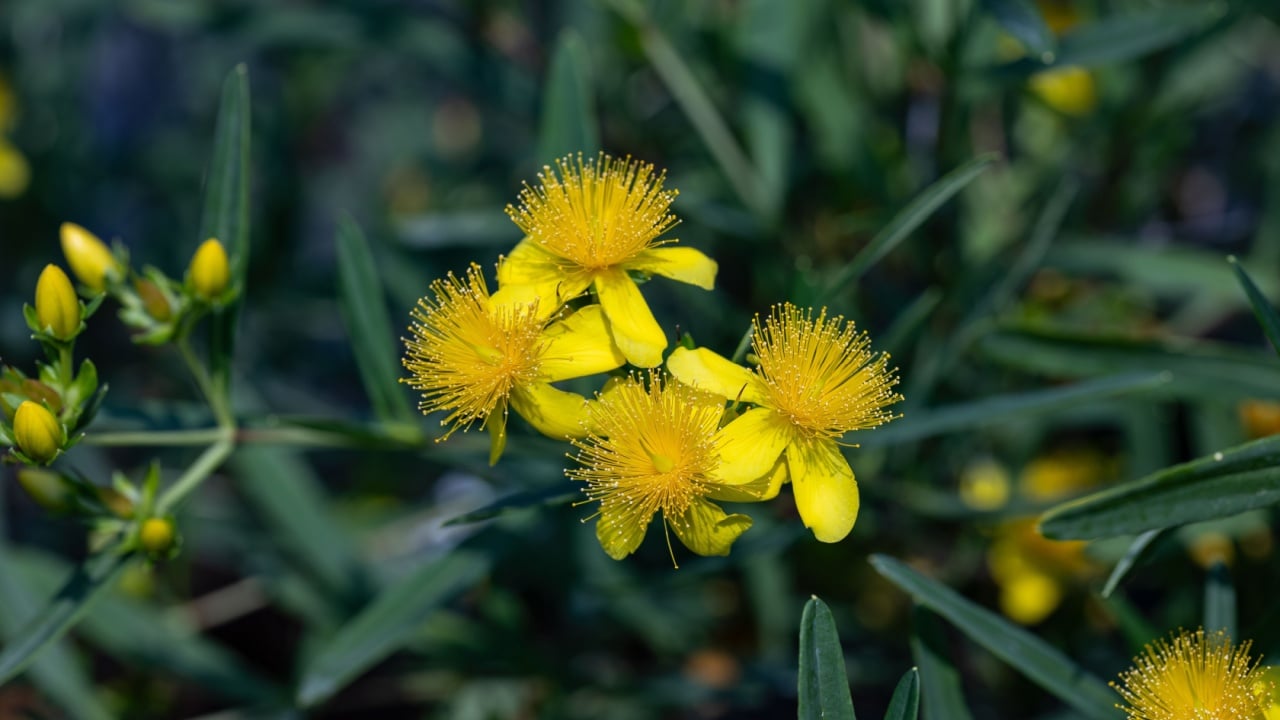 Hypericum kalmianum flowers. Close up on the yellow flowers of this plant. It's also known as Kalm's St. Johns wort or Kalm's St. Johnswort. This cultivar is the Hypericum kalmianum &ldquo;Gemo&rdquo;.