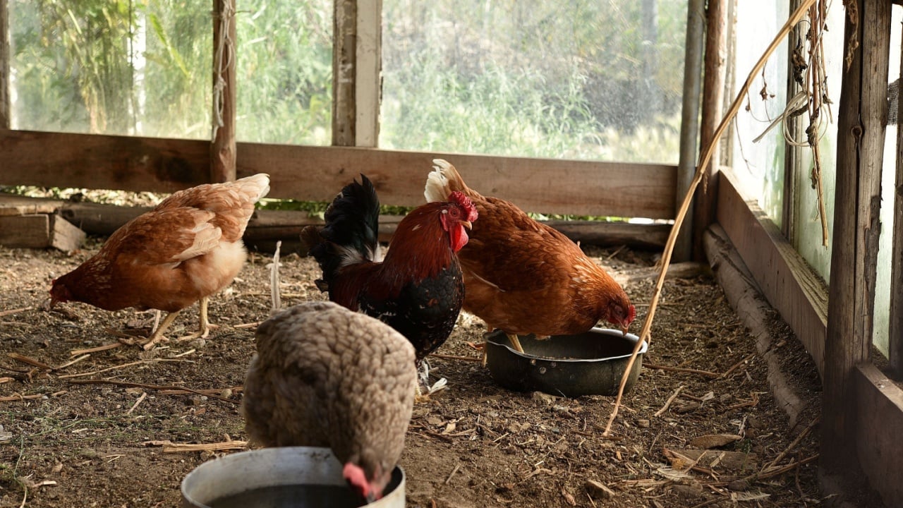 Domestic chickens in the coop. Red chicken.