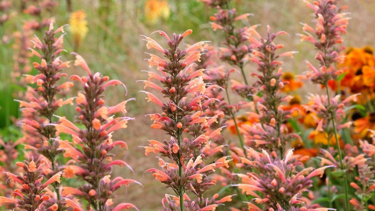 Peach coloured Agastache 'Summer Sunset' also known as Giant Hyssop or Hummingbird Mint, in flower. 