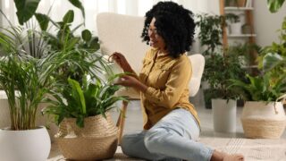 Woman watering beautiful potted houseplant at home