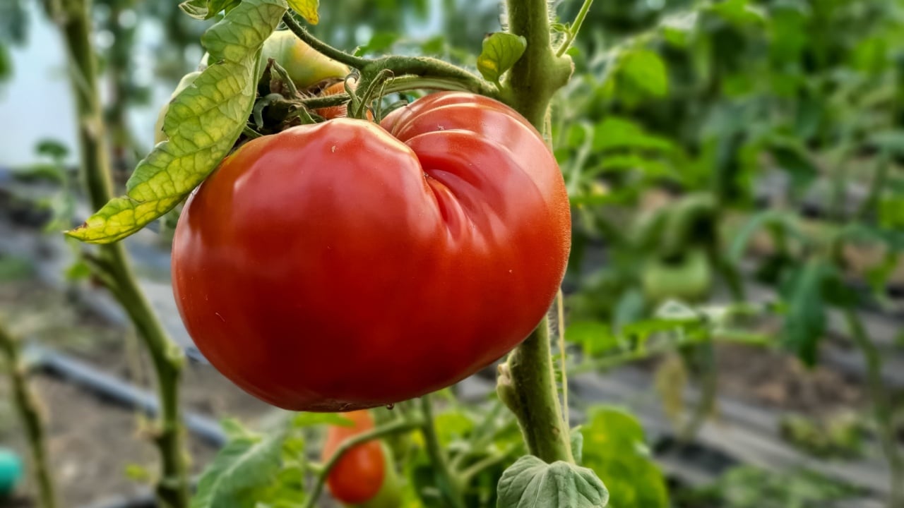 Huge Brandywine Tomato In The Garden. Tomato on the tree.