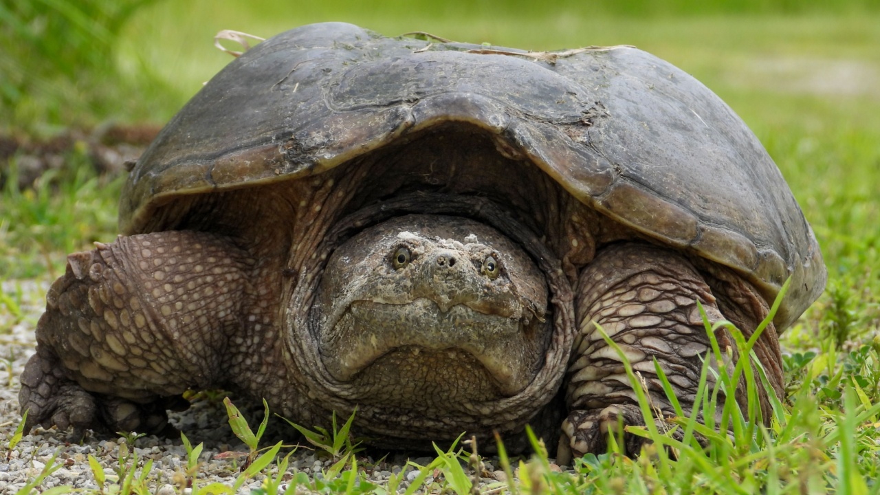 Common Snapping Turtle (Chelydra serpentina) North American Freshwater Reptile