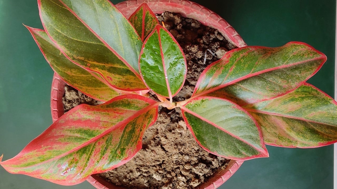 A top view of Aglaonema plants or Chinese evergreens in a pot