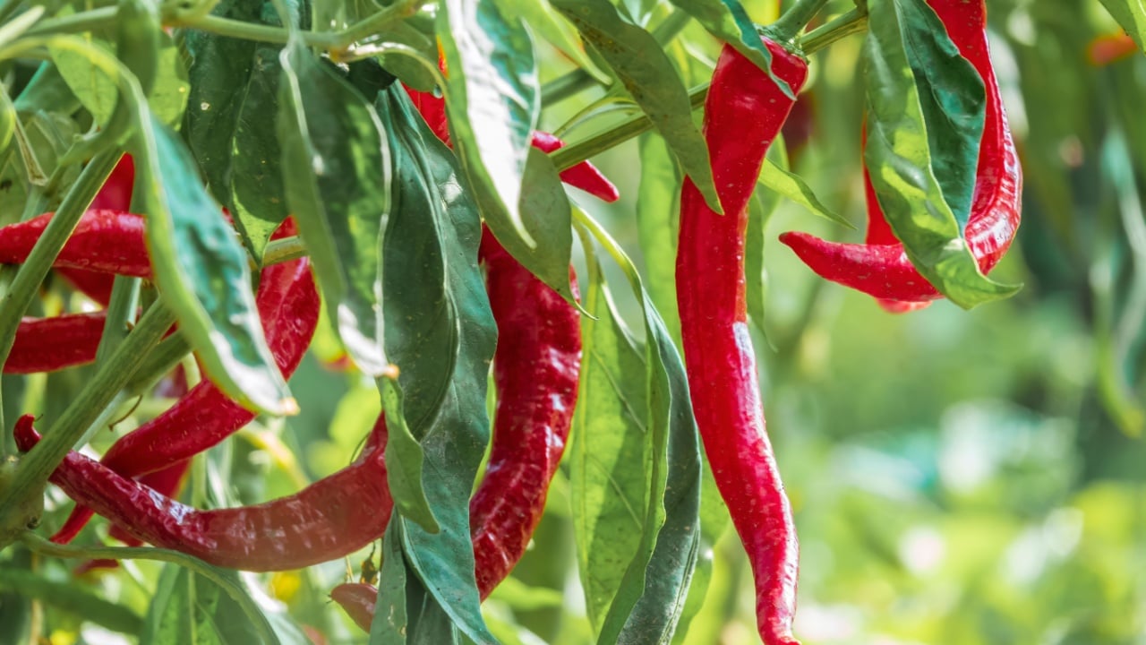 Red hot chili pepper plant in the garden