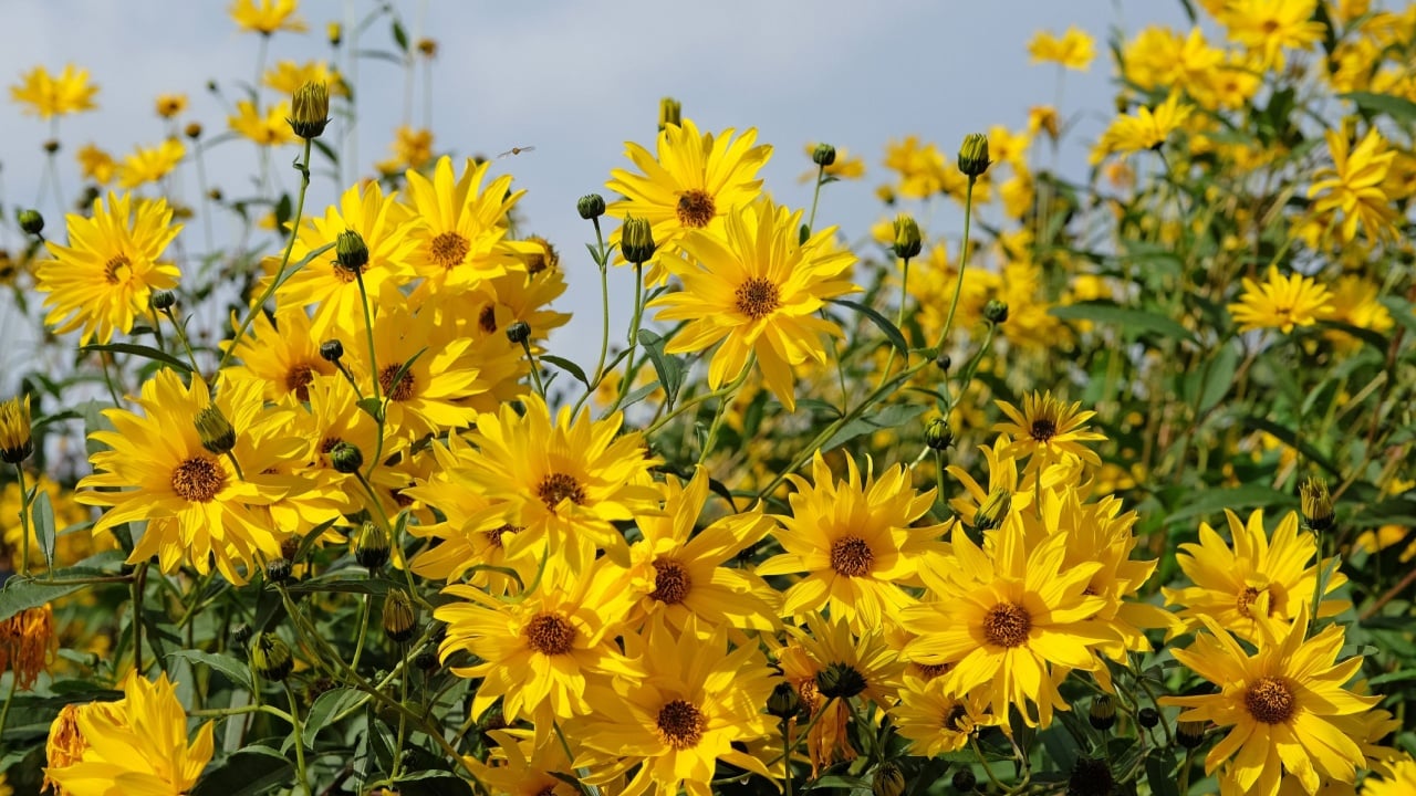 Helianthus laetiflorus, the cheerful sunflower or perennial sunflower in flower.