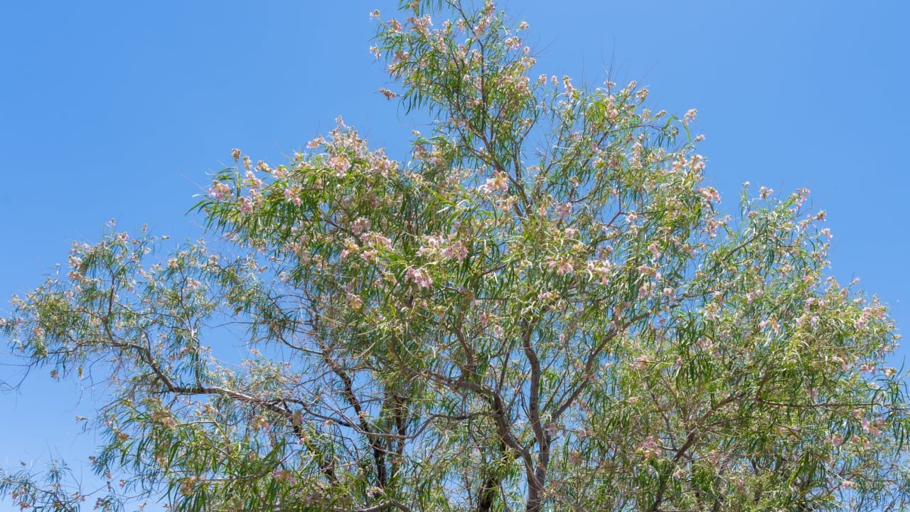 Desert willow (Chilopsis linearis) in Spring at Joshua Tree National Park, California. Desert willow is a 15-40 ft., slender-twigged, small tree or large shrub. 