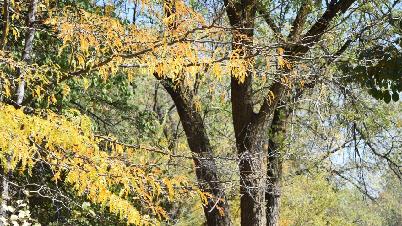 Yellowed honey locust branches in an autumn park