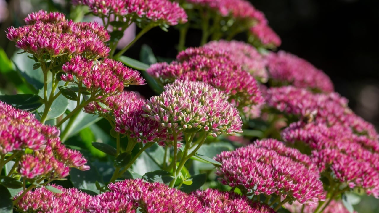 Hylotelephium sedum spectabile autumnal purple flowering ornamental plant, beautiful autumn joy stonecrop flowers in bloom, green leaves