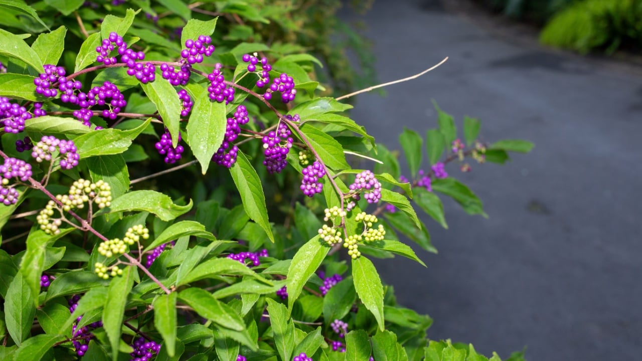 Beautyberries, a bush with purple berries and green leaves