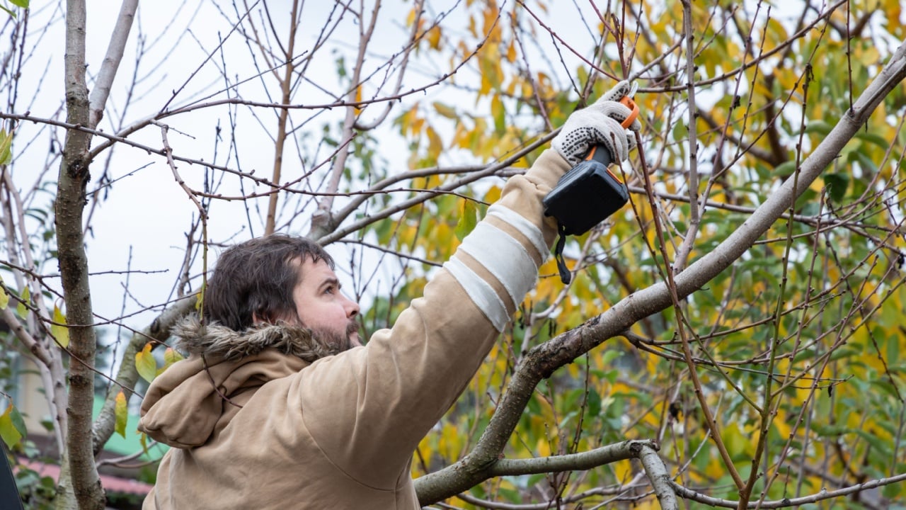 Male gardener prune fruit tree using battery powered pruning shears, secateur. Pruning electric tools. Farmers prunes and cuts branches of a tree in the garden with electric pruning secateurs.