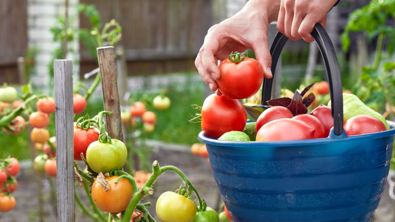 Woman is gathering ripe tomatoes growing on the branch at garden, then put them in a bucket.