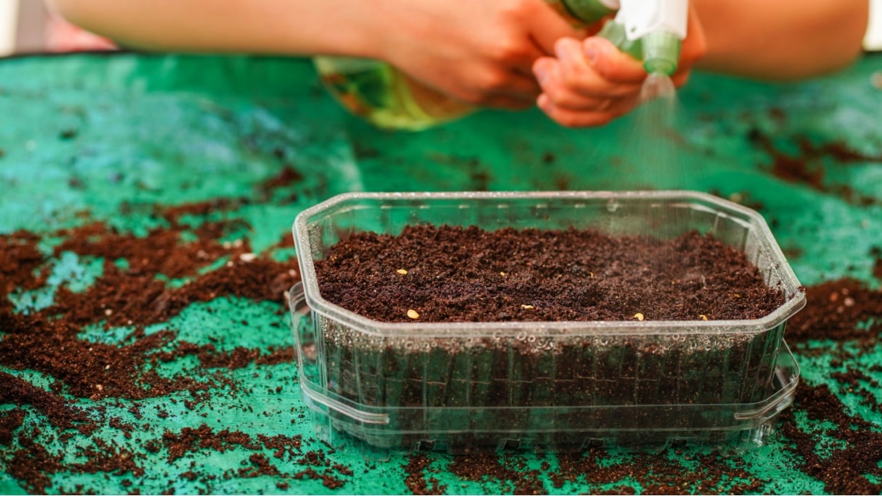 Child's hands watering seeds in transparent plastic germination tray, fine mist from spray bottle delicately moistens surface, promoting seeds' growth. Indoor Gardening,