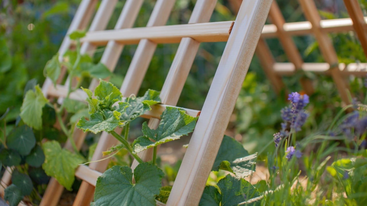 Trellises can maximize space and yield in a garden. A cedar trellis can be a beautiful additional and also provide important support to climbing and vining plants, taking advantage of vertical space