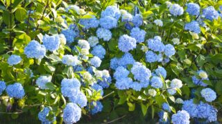 Huge Blue Hydrangea Bush Landscape