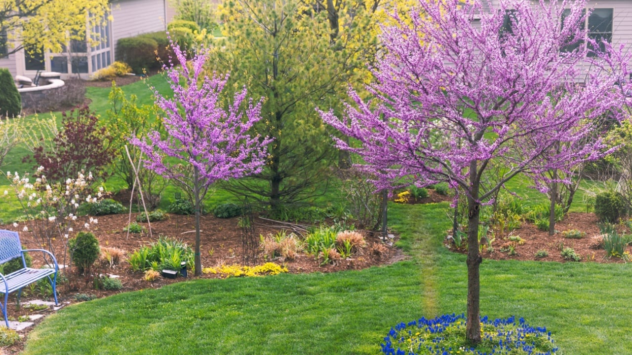 Two beautiful Eastern Redbuds, Cercis canadensis, in full springtime bloom put on a showy display in A Chicago suburb. The trees are encircled with cobalt blue grape hyacinths. 