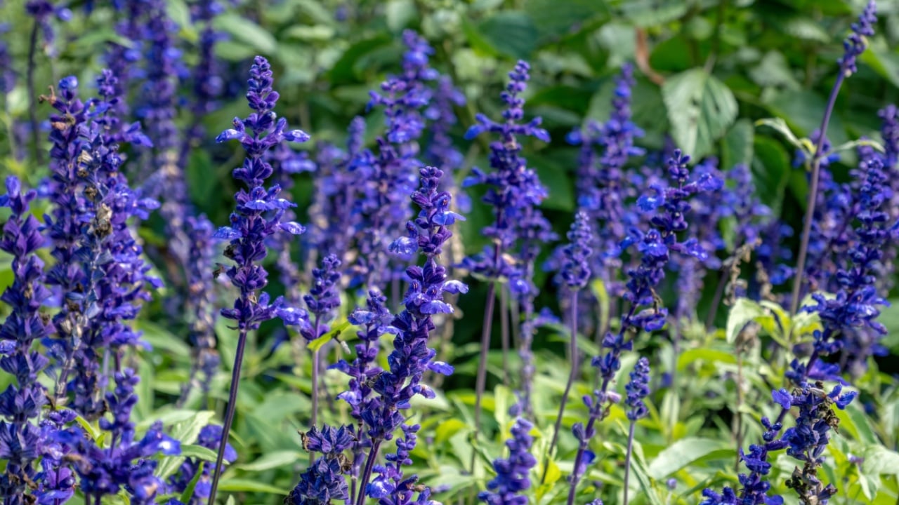 Mealy sage, Salvia farinacea, Rhea Blue, Lamiaceae on Mainau Island, Lake Constance, Baden-W&uuml;rttemberg, Germany, Europe