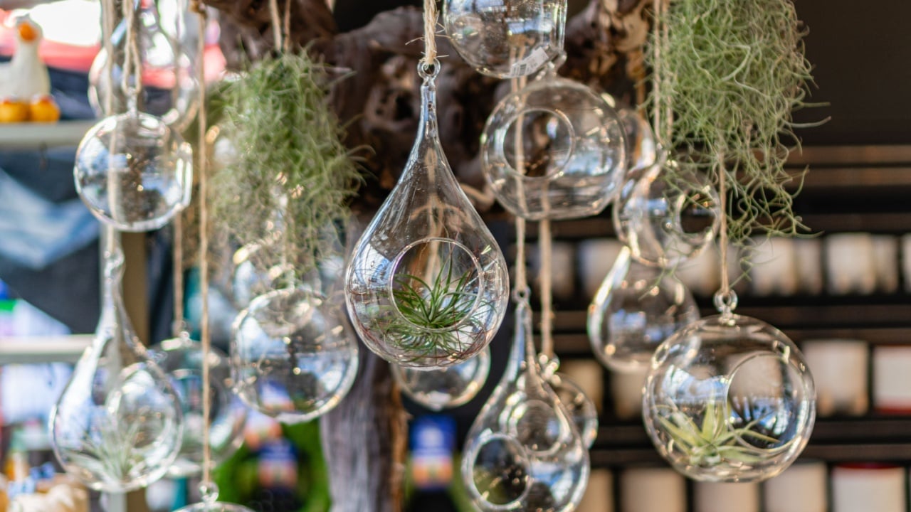 Display of airplants in hanging glass ornamental holds at local plant nursery.
