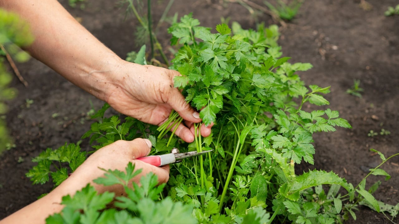 a woman collects parsley in the garden. home gardening and cultivation of greenery concept