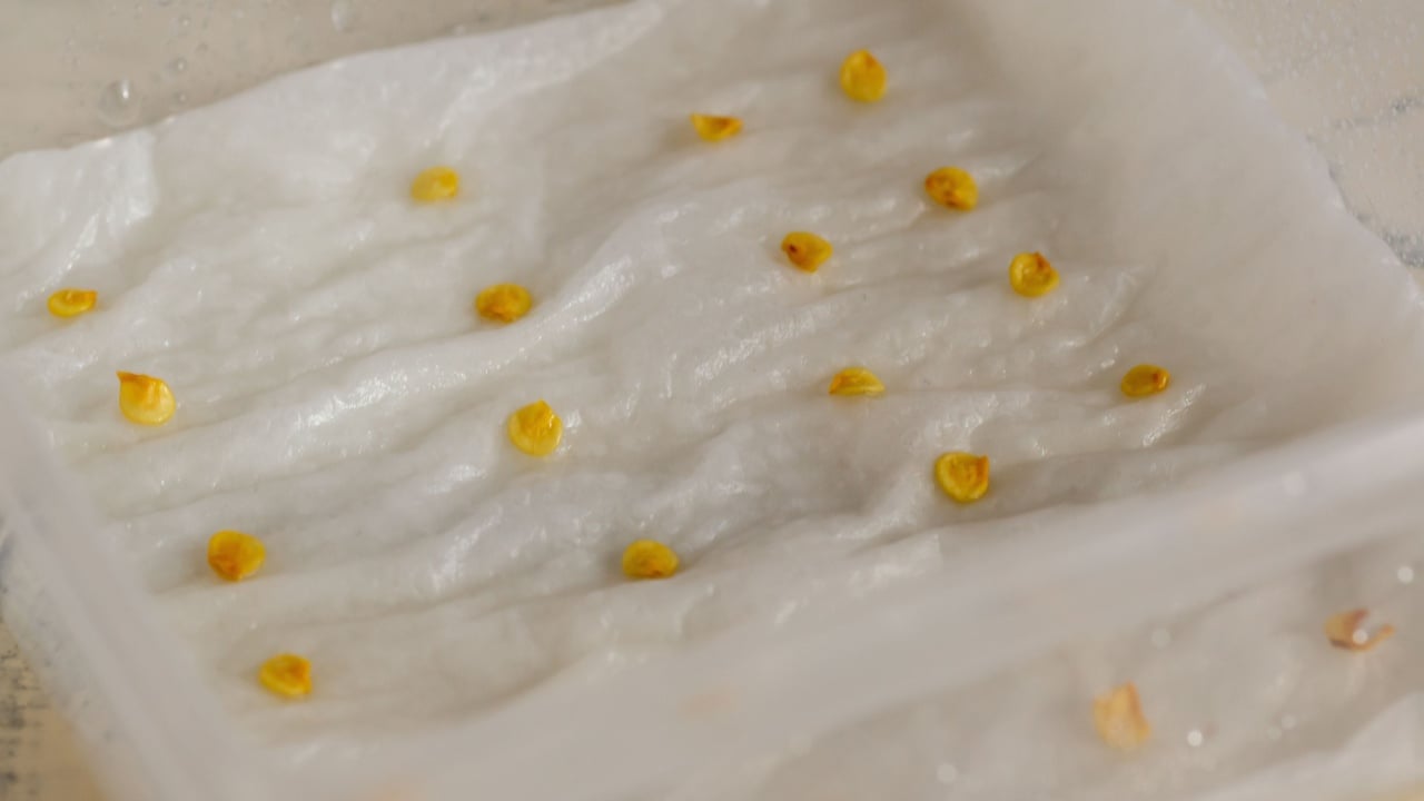seed soaking, seeds in a damp kitchen towel moistened with water, in a box
