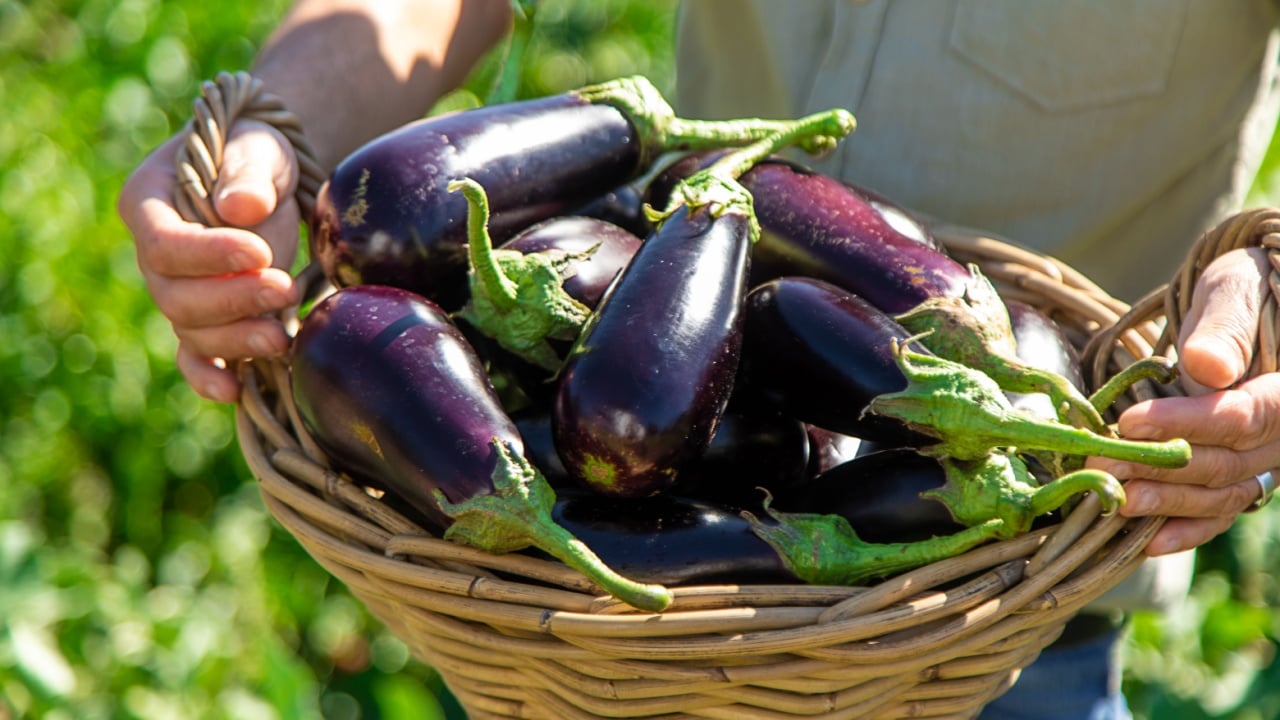 A man farmer harvests eggplants. Selective focus. Food.