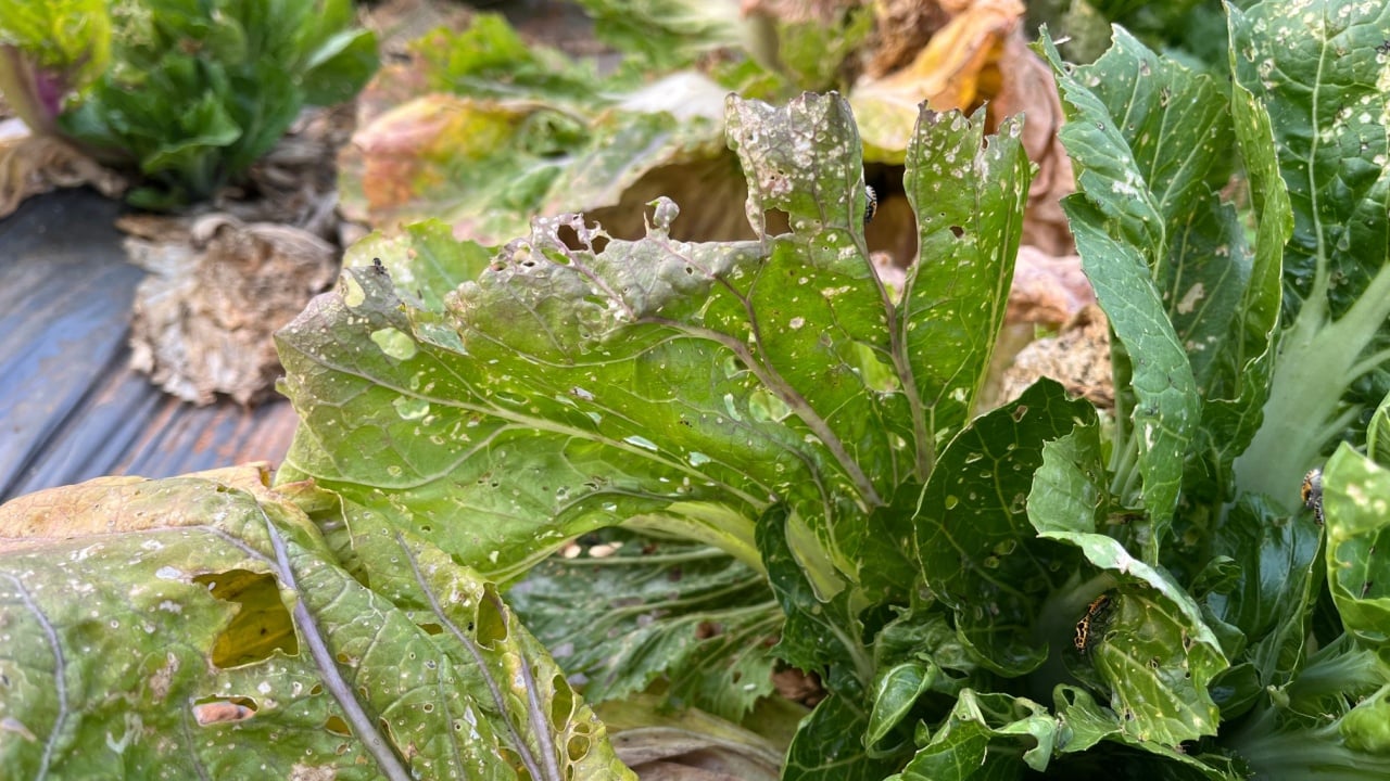 Turnip mosaic virus is a viral disease that affects Brassica crops, causing mosaic patterns on the leaves and reducing yield in tropical zone of Thailand.