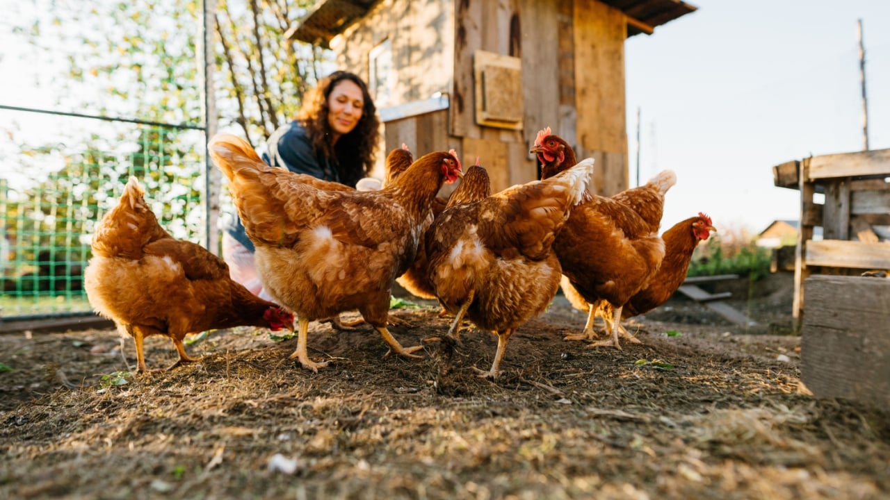 Joyful woman in chicken coop enjoying farm life by feeding chickens. Smiling farmer caring for her bird in her backyard in a rustic style, demonstrating an eco-friendly lifestyle