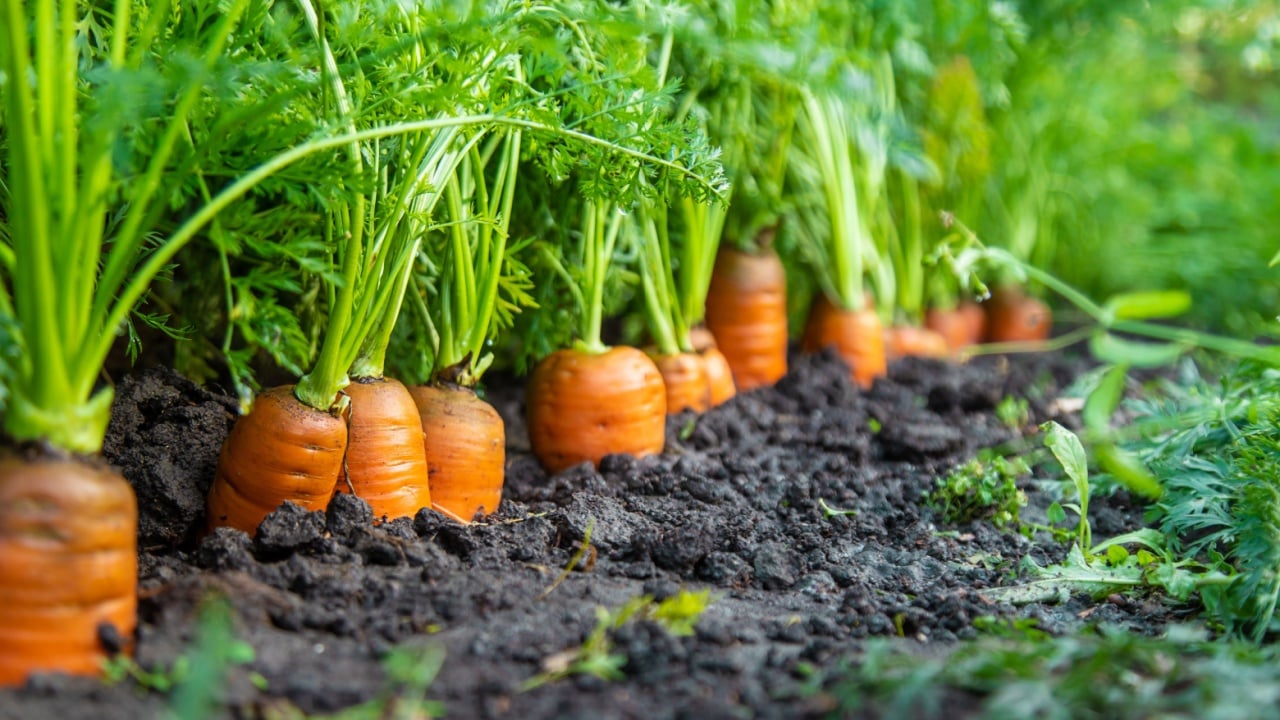 Carrot harvest in the garden. Selective focus. Food.