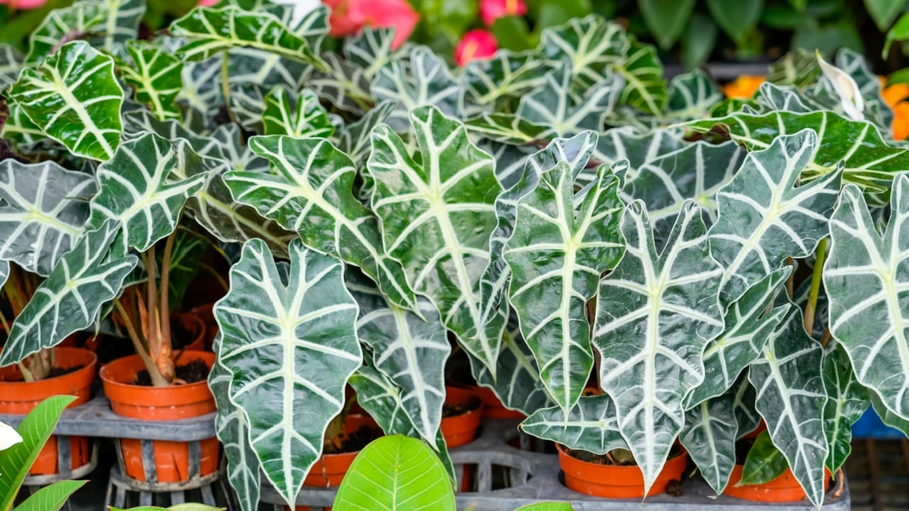 Alocasia Polly (Alocasia x amazonica)